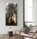 Forest Trees in Golden Sunset | Authentic Nature Closeup Photography | Gallery Wrapped Canvas Vertical Print | Biophilic Wall Art Decor