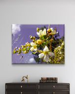 White Spring Blossom with Raindrops | Macro Floral Photography | Horizontal Gallery Wrapped Canvas | Modern Botanical Wall Art Décor