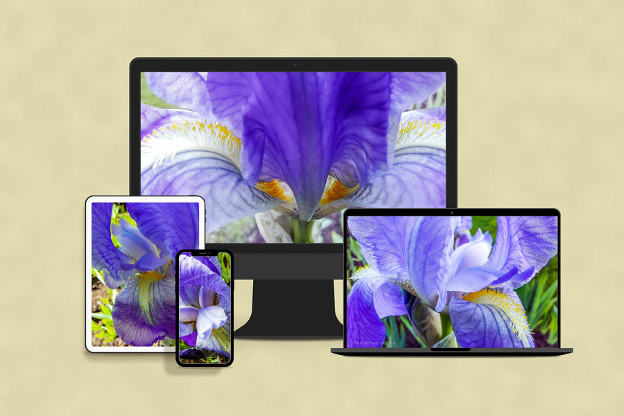 Digital 4 Prints Set-Purple Iris Flowers-Macro Photography Floral Gallery Wall Art Home Décor-Instant Download Multi-Device Wallpapers
