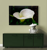 White Arum Lily with Raindrops Closeup Photography | Horizontal Gallery Wrapped Canvas Nature Wall Art for Biophilic Style Decor