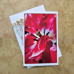 Greeting / Note Cards with Envelopes Featuring Red Tulip Flowers Original Macro Photography | Blank Floral Cards Set of 4