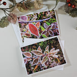 Winter Frost Covered Leaves Original Photography Greeting Cards | Blank Note Cards Set of 4 with Envelopes | 5" × 7" Canvas Paper