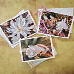 Greeting / Note Cards with Envelopes Featuring White Magnolia Flowers Original Closeup Photography | Blank 6 Cards Set – 7” x 5” | Nature Lover Gift