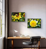 Yellow Dahlia Flowers Closeup Photography Unframed Canvas Set of 4 Prints - Modern Nature Wall Art for Home Office Decor