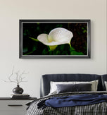 White Arum Lily with Raindrops | Authentic Nature Closeup Photography | Unframed Canvas Horizontal Print | Biophilic Wall Art Style