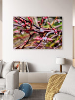 Spring Maple Branches with Raindrops – Tranquil Nature Macro Photography Print | Horizontal  Gallery Wrapped Large Canvas Wall Art