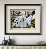 White Star Magnolia with Raindrops Nature Macro Photography Canvas Set | 3 Horizontal Prints | Botanical Wall Art