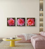 Pink Rose Flowers with Raindrops-Authentic Nature Macro Photography-Unframed Canvas Square 3 Prints Set-Modern Wall Art Home Décor Pictures