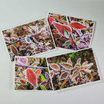 Winter Frost Covered Leaves Original Photography Greeting Cards | Blank Note Cards Set of 4 with Envelopes | 5" × 7" Canvas Paper