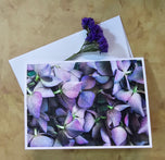 Greeting / Note Cards with Envelopes Featuring Vibrant Hydrangea Blossoms Original Macro Photography | Blank 4 Cards Set – 7” x 5” | Nature Lover Gift