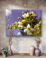 White Spring Blossom with Raindrops | Macro Floral Photography | Horizontal Gallery Wrapped Canvas | Modern Botanical Wall Art Décor
