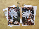 Greeting / Note Cards with Envelopes Featuring White Magnolia Flowers Original Closeup Photography | Blank 6 Cards Set – 4.5”x6.25”, 5.5”x8.5” | Nature Lover Gift