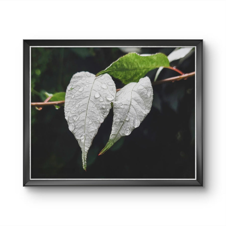 White Leaves with Raindrops Close-Up Nature Photography Print