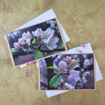Greeting / Note Cards with Envelopes Featuring Apple Tree Flowers with Raindrops | Original Macro Photography | Blank 4 Cards Set – 4.5”x6.25”, 5.5”x8.5” | Nature Lover Gift