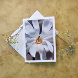 Greeting / Note Cards with Envelopes Featuring White Magnolia Flowers Original Closeup Photography | Blank 6 Cards Set – 4.5”x6.25”, 5.5”x8.5” | Nature Lover Gift