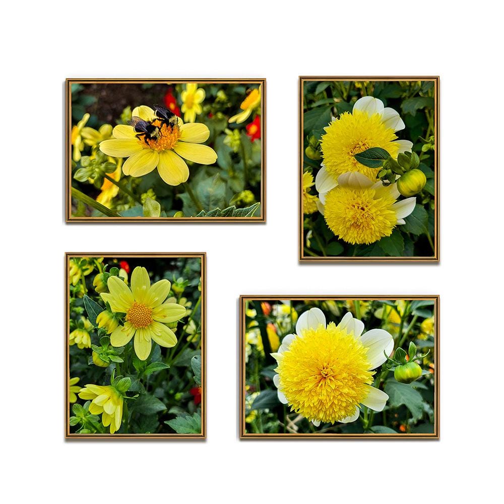 Yellow Dahlia Flowers Closeup Photography Unframed Canvas Set of 4 Prints - Modern Nature Wall Art for Home Office Decor