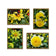 Yellow Dahlia Flowers Closeup Photography Unframed Canvas Set of 4 Prints - Modern Nature Wall Art for Home Office Decor
