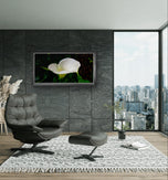 White Arum Lily with Raindrops | Authentic Nature Closeup Photography | Unframed Canvas Horizontal Print | Biophilic Wall Art Style