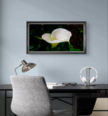 White Arum Lily with Raindrops | Authentic Nature Closeup Photography | Unframed Canvas Horizontal Print | Biophilic Wall Art Style