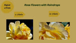 Digital 2 Prints 4x3 & 16x9 Ratios | Yellow Rose Flowers Authentic Macro Photography | Instant Download for Home Wall Art Decor & Multi-Device Wallpapers