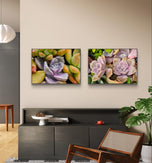 Vibrant Succulents Macro Photography by The Virtue of God | Unframed Horizontal Canvas Set of 2 Prints | Aesthetic Wall Art Home Décor
