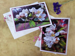 Greeting / Note Cards with Envelopes Featuring Apple Tree Flowers with Raindrops | Original Macro Photography | Blank 4 Cards Set – 4.5”x6.25”, 5.5”x8.5” | Nature Lover Gift