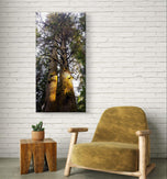 Forest Trees in Golden Sunset | Authentic Nature Closeup Photography | Gallery Wrapped Canvas Vertical Print | Biophilic Wall Art Decor
