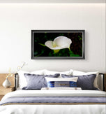 White Arum Lily with Raindrops | Authentic Nature Closeup Photography | Unframed Canvas Horizontal Print | Biophilic Wall Art Style