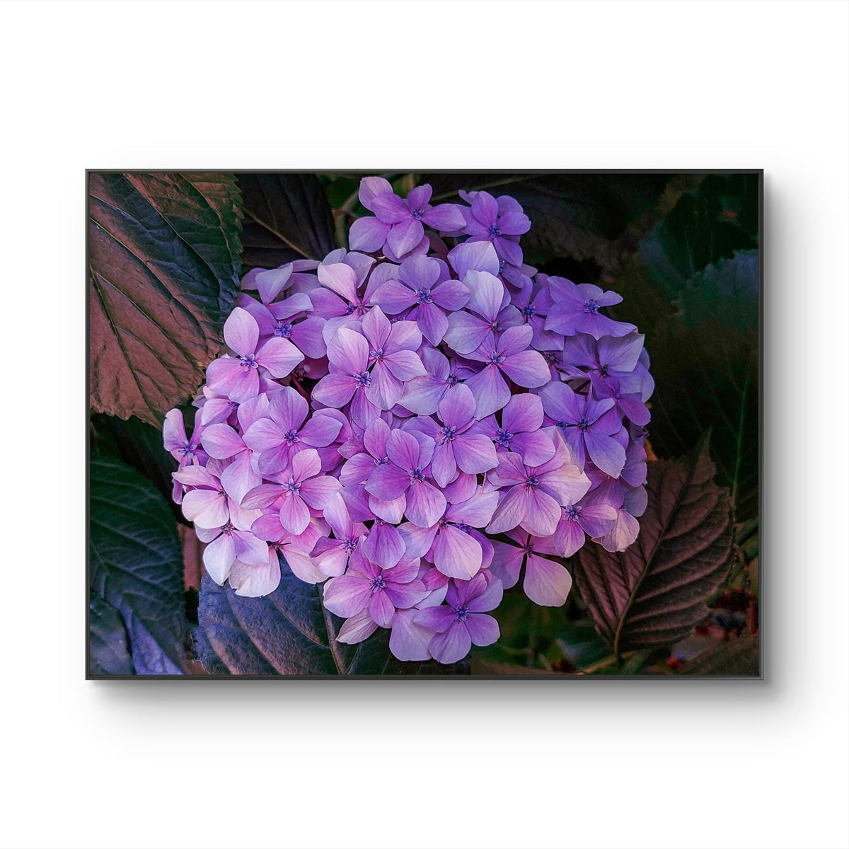 Purple Hydrangea Blossom