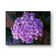 Purple Hydrangea Blossom | Authentic Closeup Photography Print | Unframed Canvas Horizontal Print | Biophilic Floral Wall Art