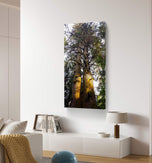 Forest Trees in Golden Sunset | Authentic Nature Closeup Photography | Gallery Wrapped Canvas Vertical Print | Biophilic Wall Art Decor