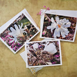 Greeting / Note Cards with Envelopes Featuring White Magnolia Flowers Original Closeup Photography | Blank 6 Cards Set – 7” x 5” | Nature Lover Gift