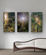 Forest Trees in Sunset | Authentic Nature Photography Prints Set of 3 | Vertical Unframed Canvas | Biophilic Wall Art