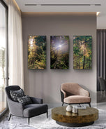 Forest Trees in Sunset | Authentic Nature Photography Prints Set of 3 | Vertical Unframed Canvas | Biophilic Wall Art