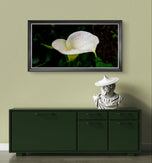 White Arum Lily with Raindrops | Authentic Nature Closeup Photography | Unframed Canvas Horizontal Print | Biophilic Wall Art Style
