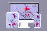 Digital 2 Prints Set 3x4 & 16x9 Ratios | Spring Pink Magnolia Authentic Photography | Instant Download for Home Wall Art Décor & Multi-Device Wallpapers