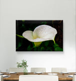 White Arum Lily with Raindrops Closeup Photography | Horizontal Gallery Wrapped Canvas Nature Wall Art for Biophilic Style Decor