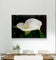 White Arum Lily with Raindrops Closeup Photography | Horizontal Gallery Wrapped Canvas Nature Wall Art for Biophilic Style Decor