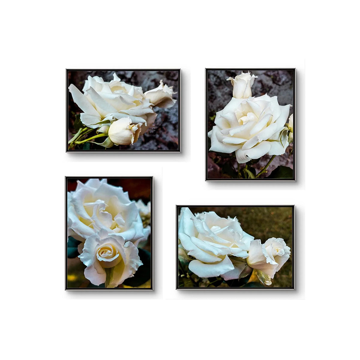 Pale Cream White Rose Canvas Wall Art Set of 4