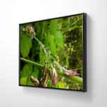 Green Grass with Raindrops | Authentic Nature Macro Photography - Unframed Canvas Horizontal Print | Biophilic Design Style