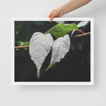 White Leaves with Raindrops Macro Photography Print | Horizontal Framed Canvas for Modern Wall Art Decor