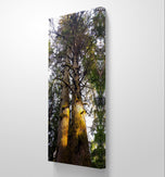 Forest Trees in Golden Sunset | Authentic Nature Closeup Photography | Gallery Wrapped Canvas Vertical Print | Biophilic Wall Art Decor