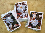 Greeting / Note Cards with Envelopes Featuring White Magnolia Flowers Original Closeup Photography | Blank 6 Cards Set – 4.5”x6.25”, 5.5”x8.5” | Nature Lover Gift