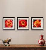 Red Dahlia with Raindrops Nature Macro Photography Canvas Set | 6 Square Prints | Botanical Wall Art