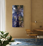 Forest Tree in Sunset | Authentic Nature Closeup Photography | Gallery Wrapped Canvas Vertical Print | Biophilic Wall Art for Home Decor