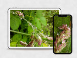Digital 4 Prints 4x3 & 16x9 Ratios | Wetland Grass with Raindrops Authentic Macro Photography | Instant Download for Home Wall Art Decor & Multi-Device Wallpapers