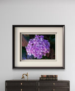 Purple Hydrangea Blossom | Authentic Closeup Photography Print | Unframed Canvas Horizontal Print | Biophilic Floral Wall Art