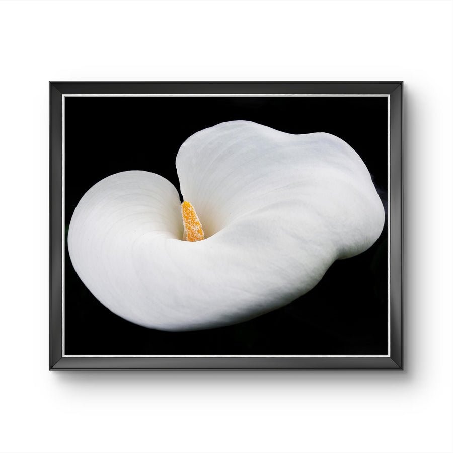 White Lily Flower Closeup Photography Unframed Canvas Print - Modern Floral Wall Art for Home Office Decor