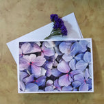 Greeting / Note Cards with Envelopes Featuring Vibrant Hydrangea Blossoms Original Macro Photography | Blank 4 Cards Set – 7” x 5” | Nature Lover Gift