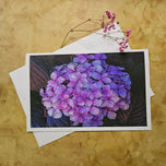 Greeting / Note Cards with Envelopes Featuring Vibrant Hydrangea Blossoms Original Photography | Blank 4 Cards Set 6.25x4.5 in, 8.5x5.5 in